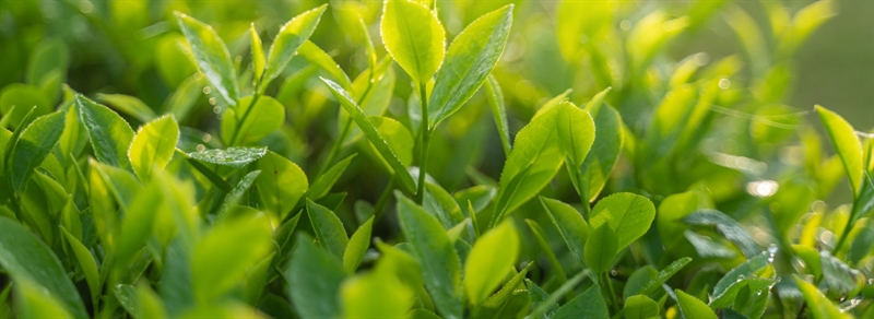 Green tea leaves in field