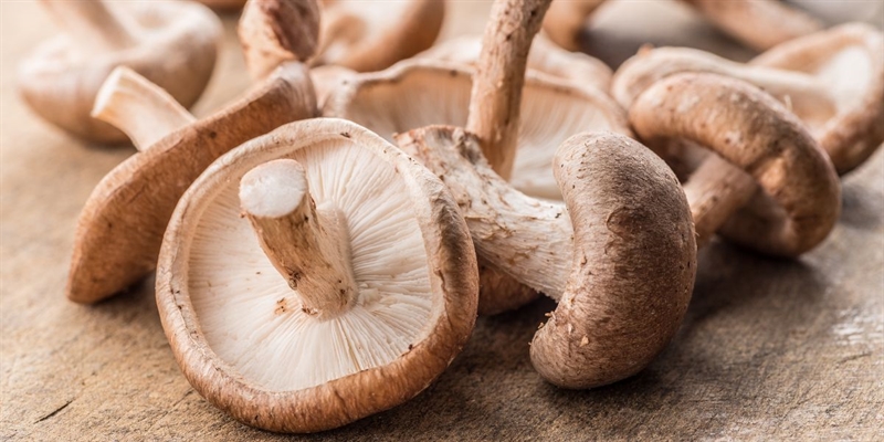 Mushroom powders for food and beverages